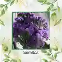 1.800 Semillas Orgánicas De Flor Statice Sinauta