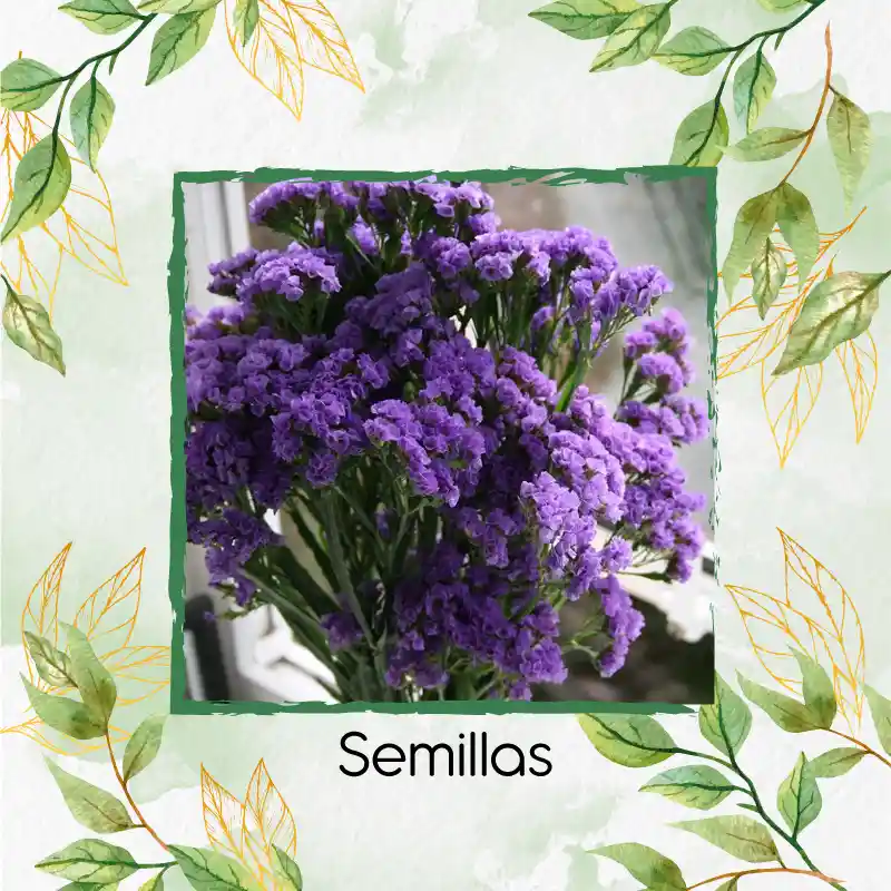 1.800 Semillas Orgánicas De Flor Statice Sinauta