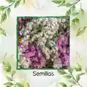 1.800 Semillas Orgánicas De Flor Statice Sinauta