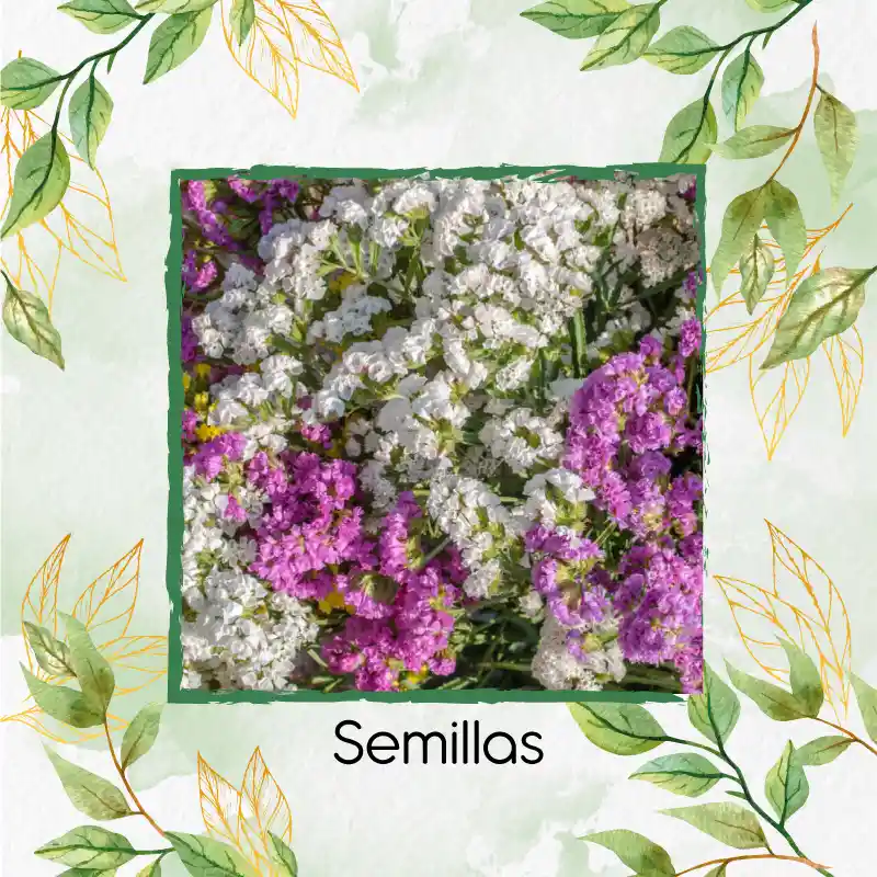 1.800 Semillas Orgánicas De Flor Statice Sinauta