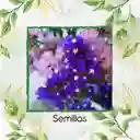 1.800 Semillas Orgánicas De Flor Statice Sinauta