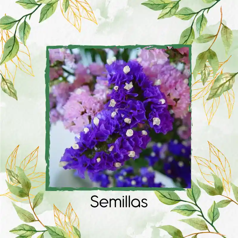1.800 Semillas Orgánicas De Flor Statice Sinauta