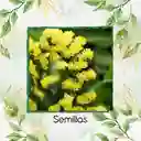 1.800 Semillas Orgánicas De Flor Statice Sinauta