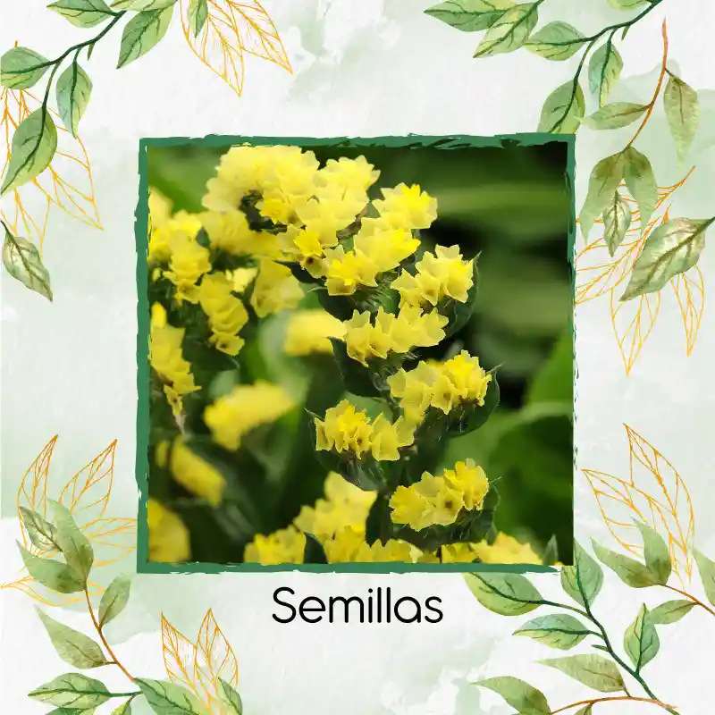 1.800 Semillas Orgánicas De Flor Statice Sinauta