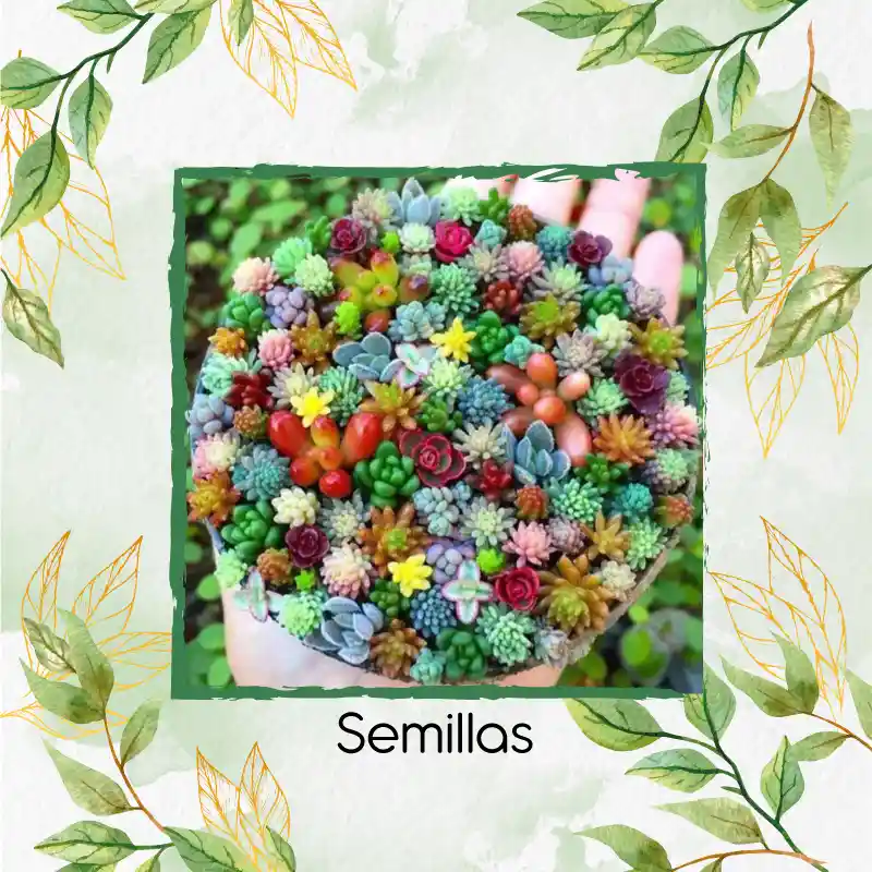 30 Semillas Orgánicas De Hermosa Suculenta