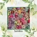 30 Semillas Orgánicas De Hermosa Suculenta