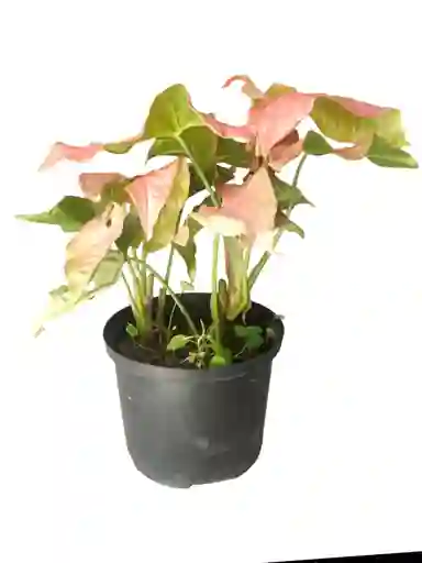 Planta Singonio Rosa