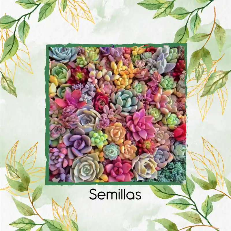 1.200 Semillas Orgánicas De Hermosa Suculenta