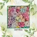 1.200 Semillas Orgánicas De Hermosa Suculenta