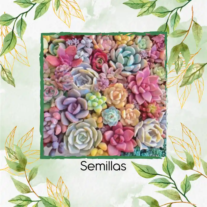1.200 Semillas Orgánicas De Hermosa Suculenta