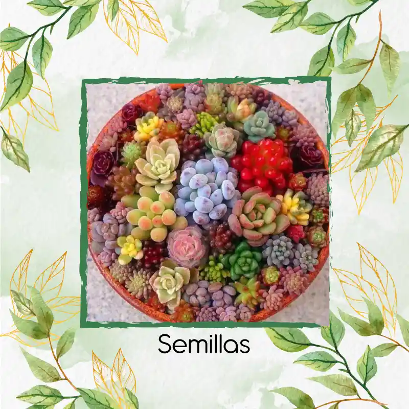 1.200 Semillas Orgánicas De Hermosa Suculenta