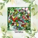 1.200 Semillas Orgánicas De Hermosa Suculenta