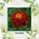 320 Semillas Orgánicas De Flor Clavel Patula Rusty Rojo