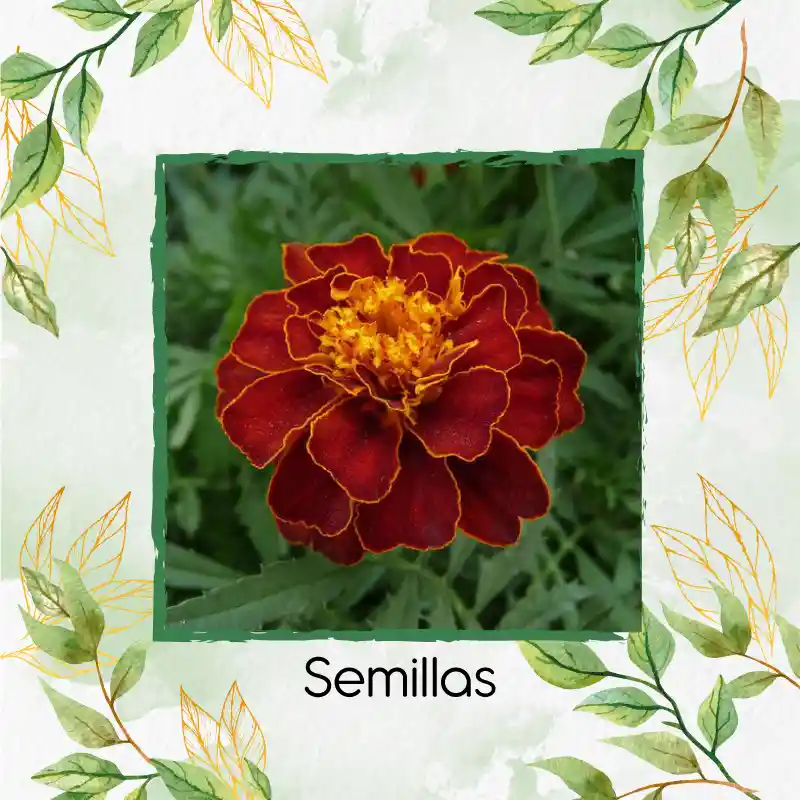 320 Semillas Orgánicas De Flor Clavel Patula Rusty Rojo