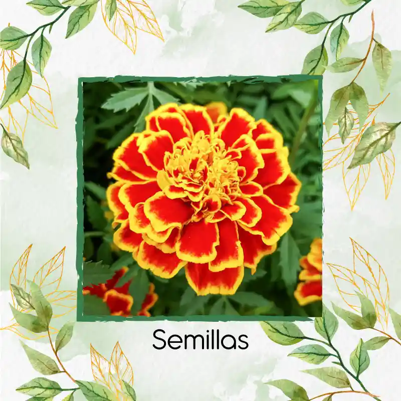 320 Semillas Orgánicas De Flor Clavel Patula Rusty Rojo