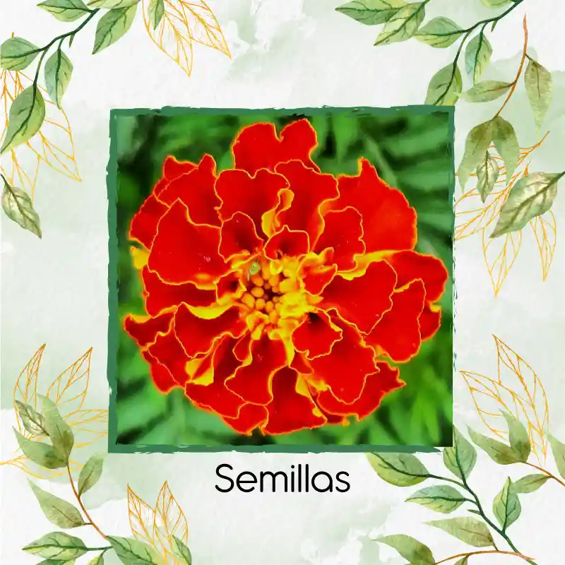 320 Semillas Orgánicas De Flor Clavel Patula Rusty Rojo