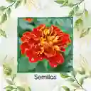320 Semillas Orgánicas De Flor Clavel Patula Rusty Rojo