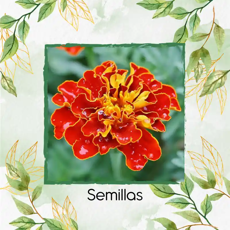 320 Semillas Orgánicas De Flor Clavel Patula Rusty Rojo
