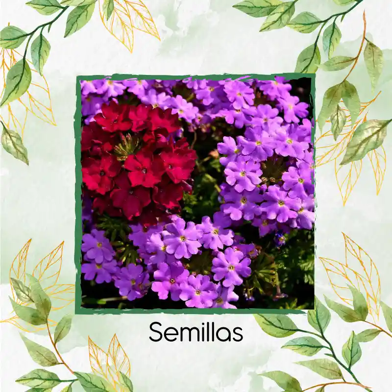 200 Semillas Orgánicas De Flor Verbena