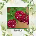 2.000 Semillas Orgánicas De Flor Verbena