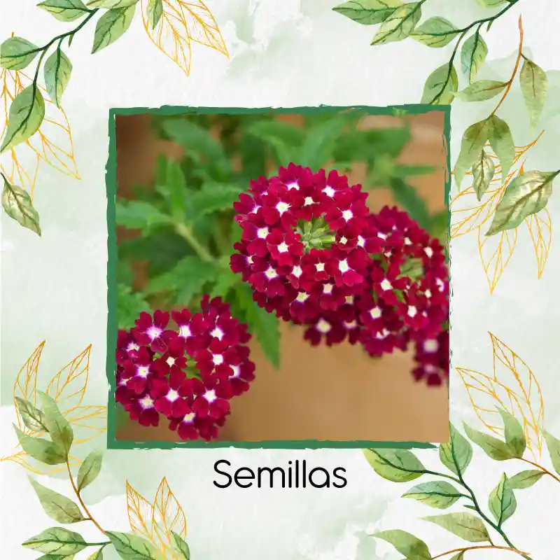2.000 Semillas Orgánicas De Flor Verbena
