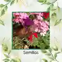 2.000 Semillas Orgánicas De Flor Verbena