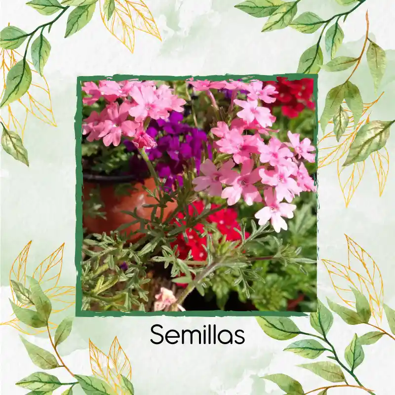 2.000 Semillas Orgánicas De Flor Verbena