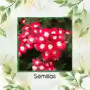 2.000 Semillas Orgánicas De Flor Verbena