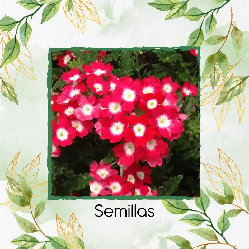 2.000 Semillas Orgánicas De Flor Verbena