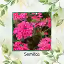 25 Semillas Orgánicas De Flor Verbena Pequeña