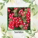 25 Semillas Orgánicas De Flor Verbena Pequeña