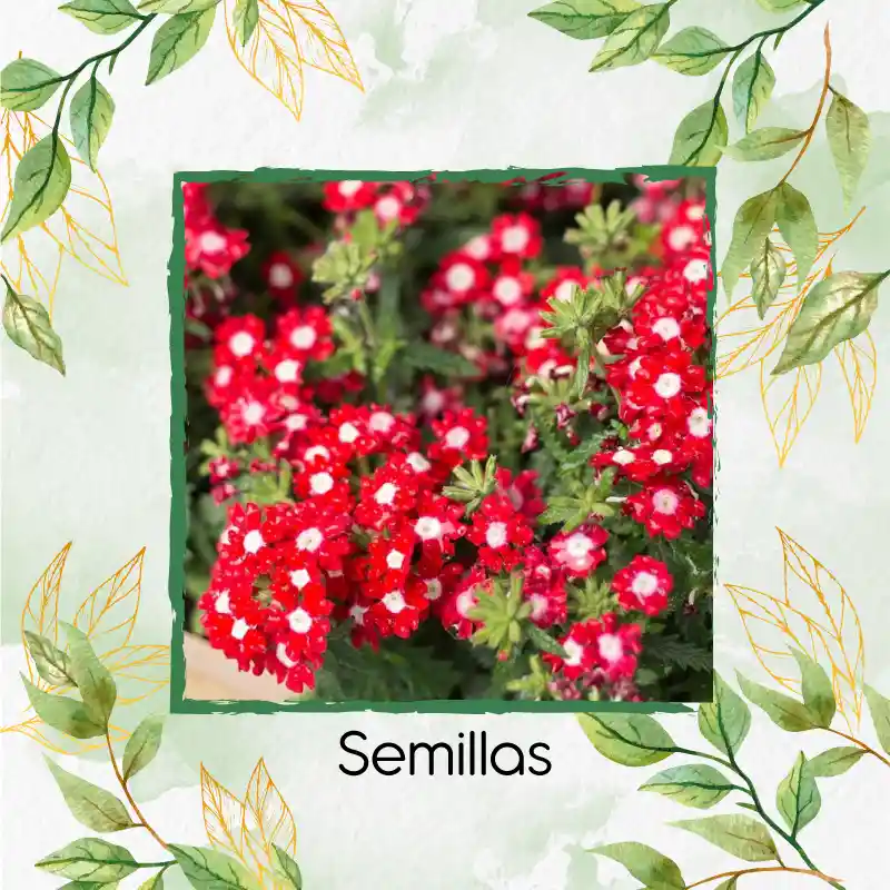 25 Semillas Orgánicas De Flor Verbena Pequeña