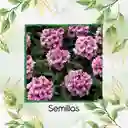 25 Semillas Orgánicas De Flor Verbena Pequeña