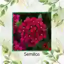 25 Semillas Orgánicas De Flor Verbena Pequeña