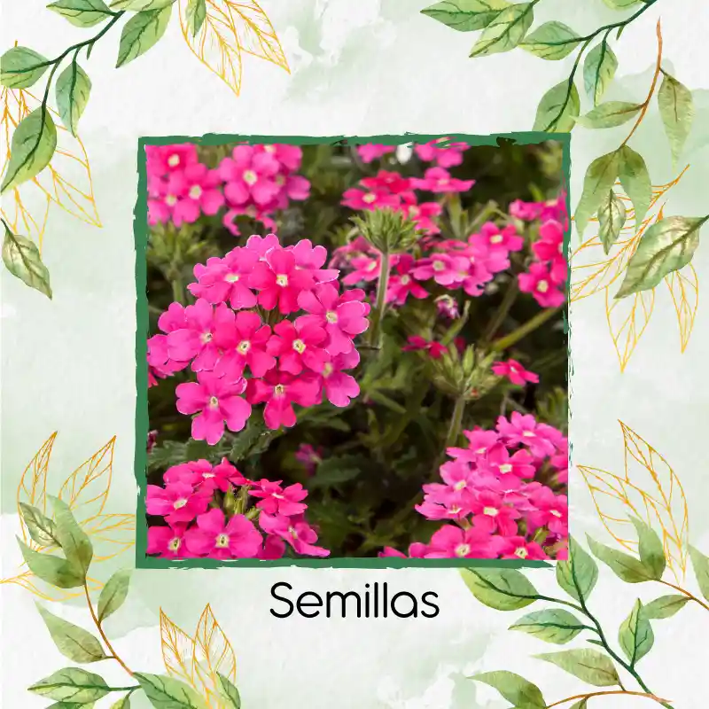 50 Semillas Orgánicas De Flor Verbena Pequeña