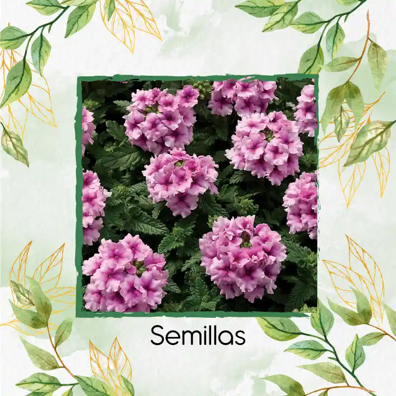 100 Semillas Orgánicas De Flor Verbena Pequeña