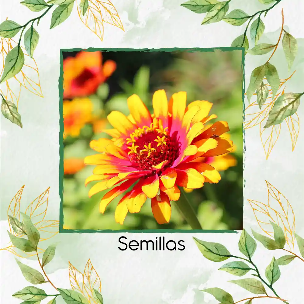 40 Semillas Orgánicas De Flor Zinnia Alfombra De Persia