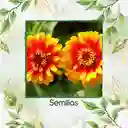 800 Semillas Orgánicas De Flor Zinnia Alfombra De Persia