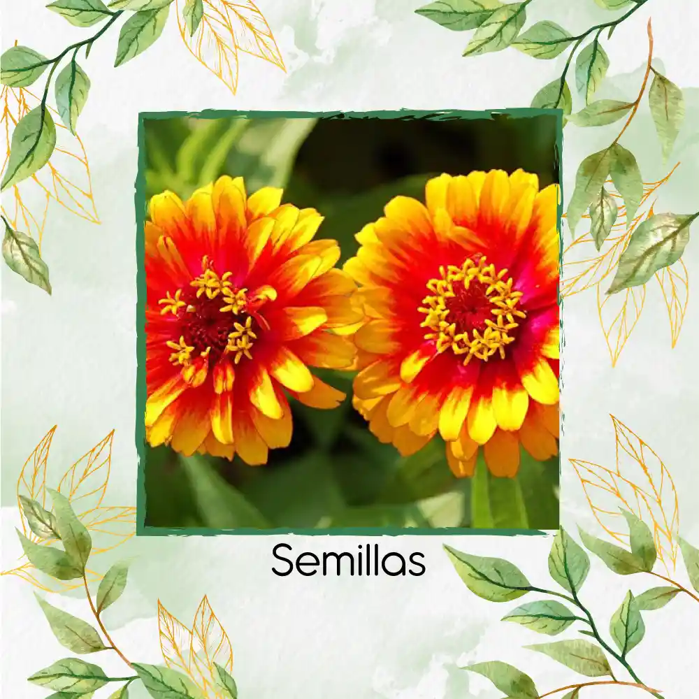 800 Semillas Orgánicas De Flor Zinnia Alfombra De Persia