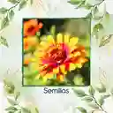 800 Semillas Orgánicas De Flor Zinnia Alfombra De Persia