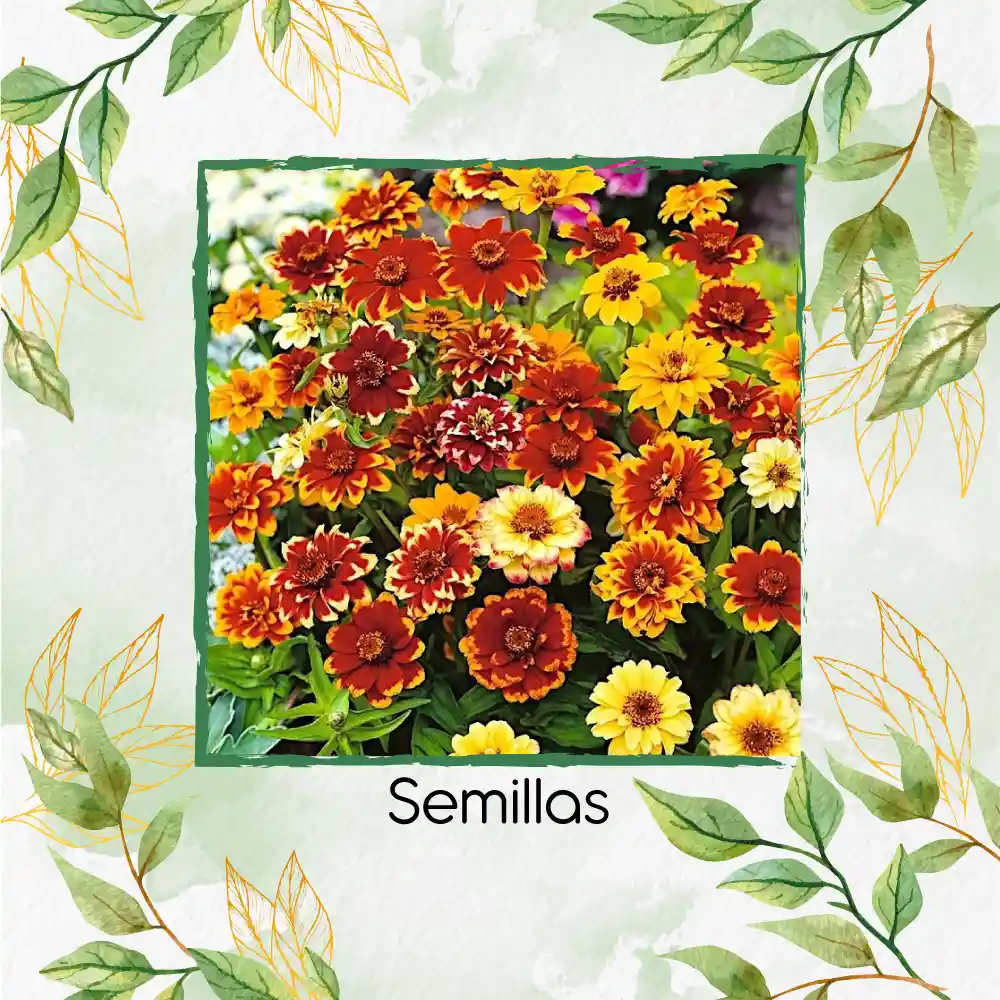 800 Semillas Orgánicas De Flor Zinnia Alfombra De Persia