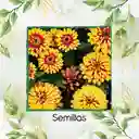 800 Semillas Orgánicas De Flor Zinnia Alfombra De Persia
