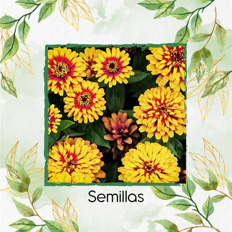 800 Semillas Orgánicas De Flor Zinnia Alfombra De Persia