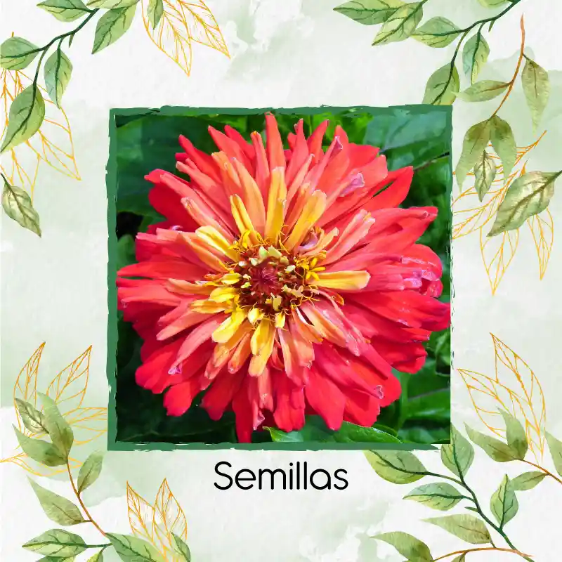 20 Semillas Orgánicas De Flor Zinnia Crisantemo Mezcla