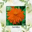 40 Semillas Orgánicas De Flor Zinnia Crisantemo Mezcla