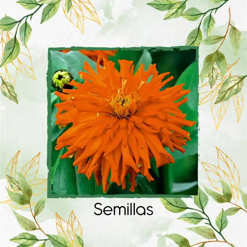 40 Semillas Orgánicas De Flor Zinnia Crisantemo Mezcla