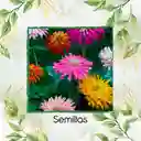 40 Semillas Orgánicas De Flor Zinnia Crisantemo Mezcla