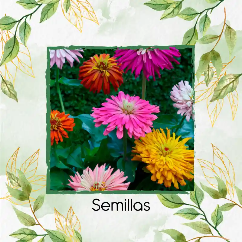40 Semillas Orgánicas De Flor Zinnia Crisantemo Mezcla