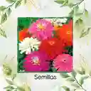 40 Semillas Orgánicas De Flor Zinnia Crisantemo Mezcla