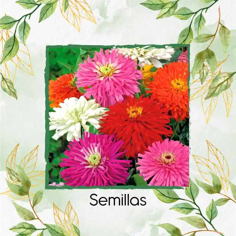 40 Semillas Orgánicas De Flor Zinnia Crisantemo Mezcla